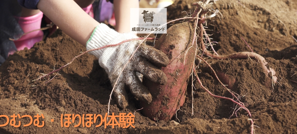 成田ファームランドでつむつむ・ほりほり体験付ご宿泊プラン(朝食付)