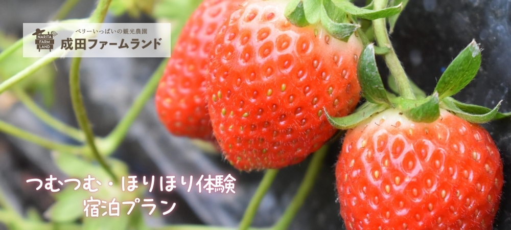 成田ファームランドでつむつむ・ほりほり体験付ご宿泊プラン(朝食付)