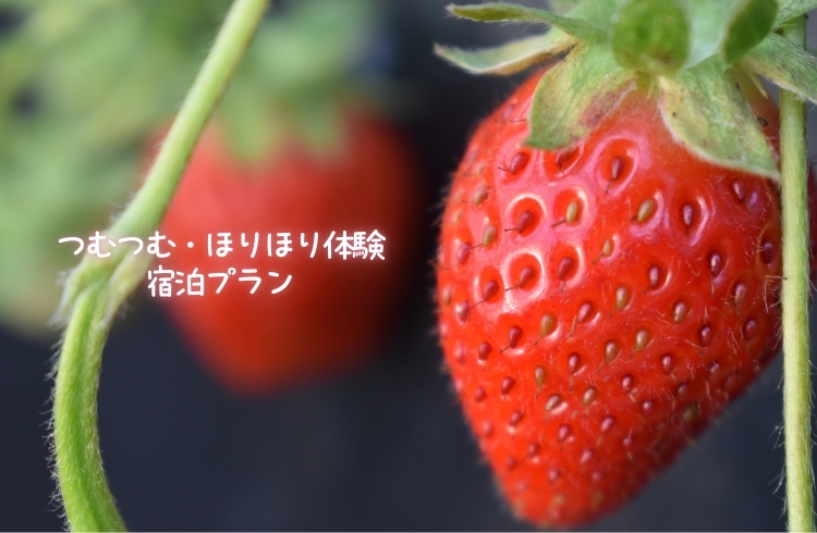 成田ファームランドでつむつむ・ほりほり体験付ご宿泊プラン(朝食付)