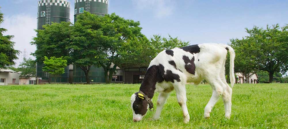 成田ゆめ牧場Narita Dream Farm